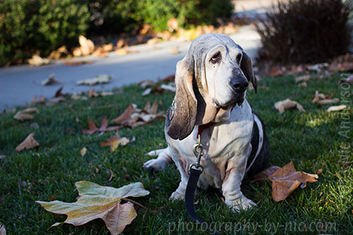 pup and leaf