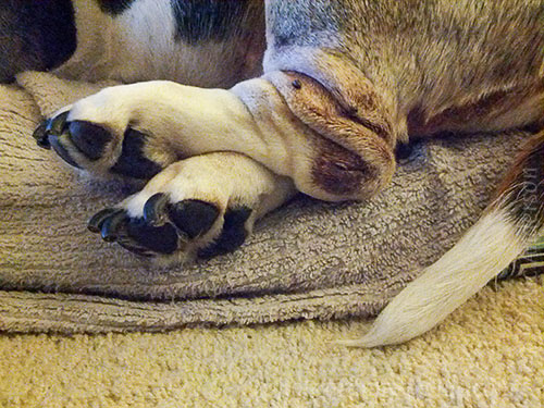 Basset Hound Feet