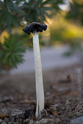 f/2.8 1/500s iso400... on belly