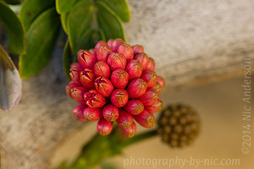 140207_NAT_030_hp-LR500-wm