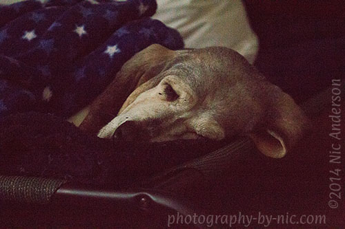 sleeping pup - corrected