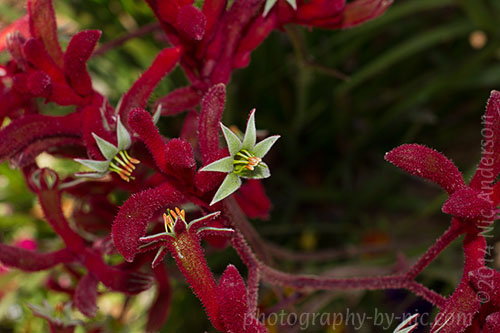 140521_NAT_329-ec-1-iso100_hp-LR500-wm