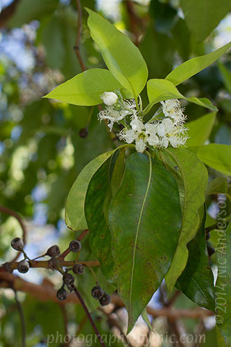 140521_NAT_365-ec-1-iso100_hp-LR500-wm