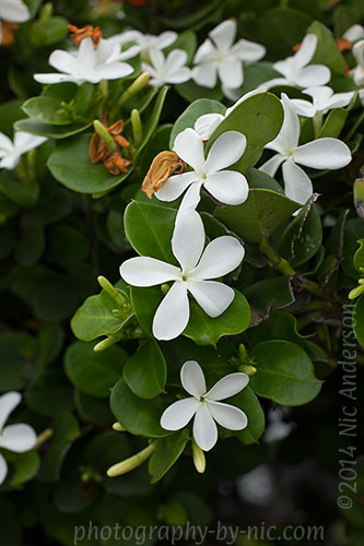 140522_NAT_401-ec-2_hp-LR500-wm