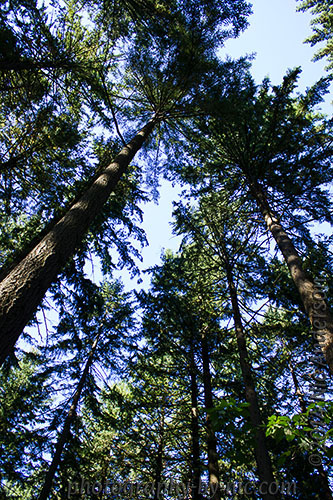 hoyt arboretum - tall trees