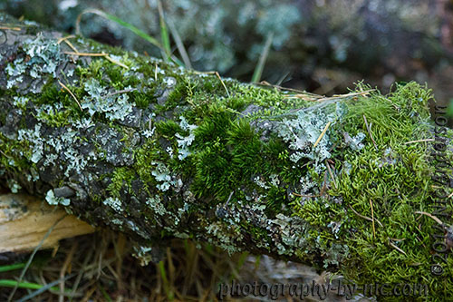 hoyt arboretum - moss - lichen