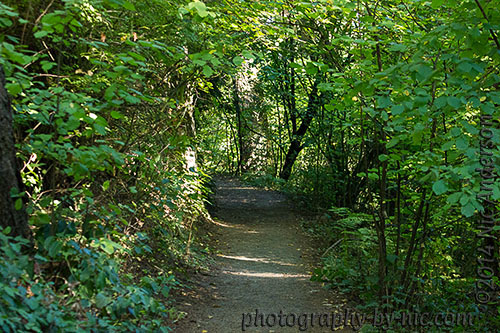 hoyt arboretum - path