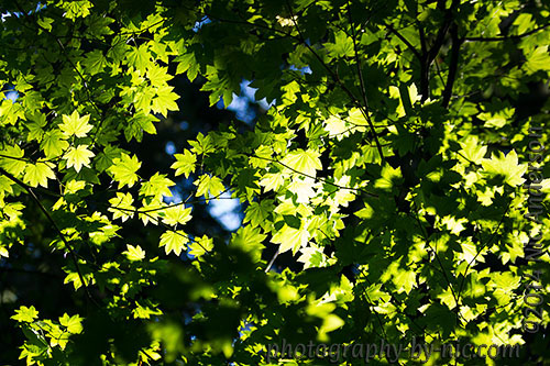 hoyt arboretum - leaves