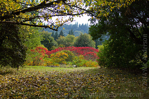 hoyt arboretum