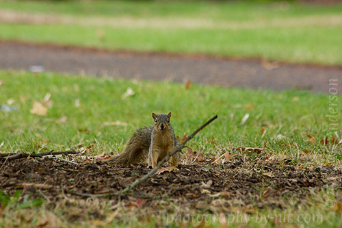 squirrel - on ground