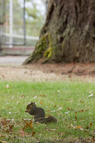squirrel - on ground