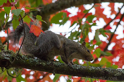 squirrel - in tree