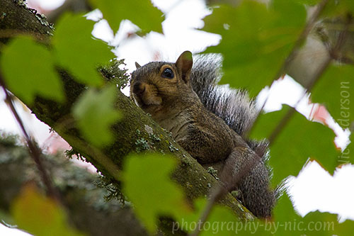 squirrel - in tree