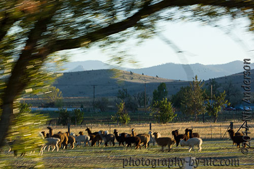 alpacas