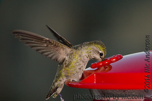 hummingbird 