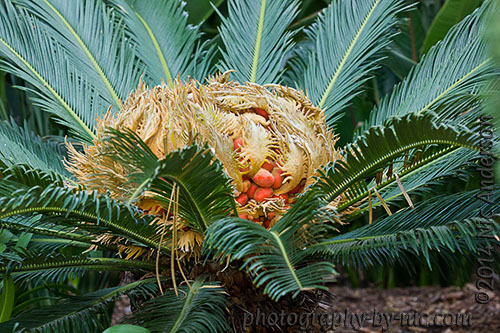 sago palm - establishing shot