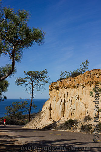 torrey pines state reserve - car path