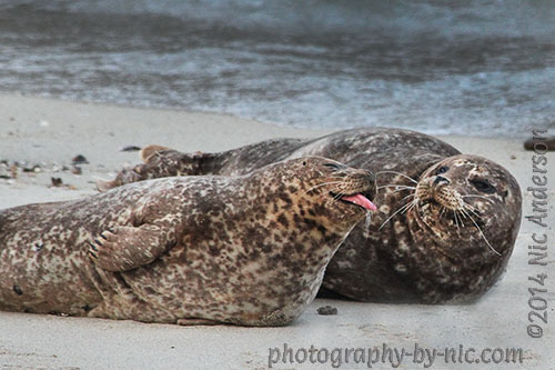 harbor seals - after