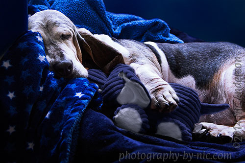 120602_PUP_001-play_hp-LR500-wm