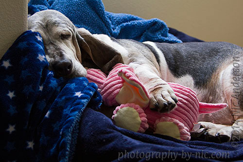 120602_PUP_001_hp-LR500-wm