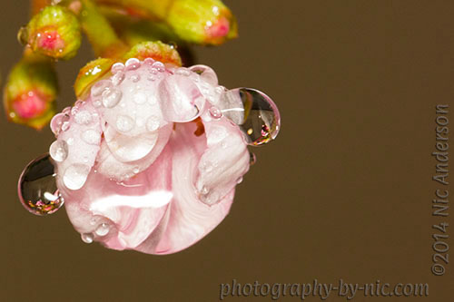 141203_NAT_056-mask-hide-LR500-wm