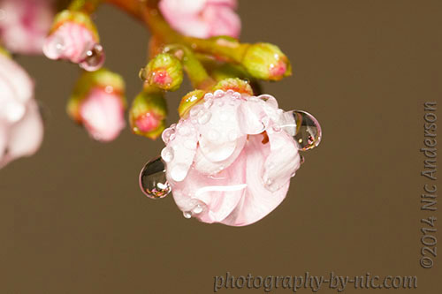 141203_NAT_056-orig-bf-crop-LR500-wm