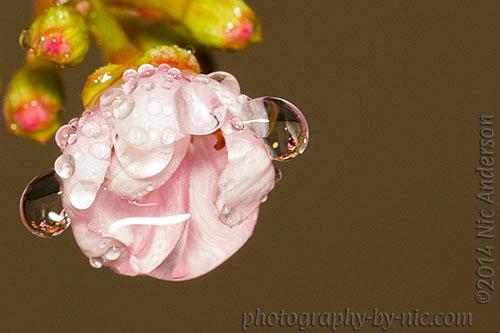 2-141203_NAT_056_hp-LR500-wm