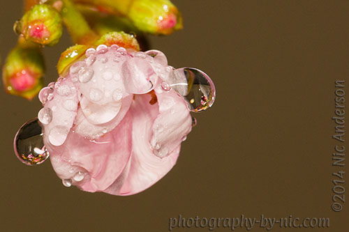 4-141203_NAT_056-mask-pinkwash_hp-LR500-wm