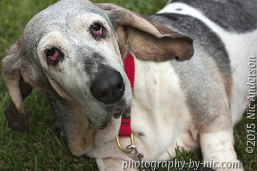 140918_PUP_050-RT_hp-LR500-wm