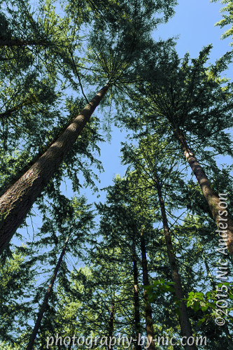 141007_NAT_009-gimp-colors3_hp_LR500-wm