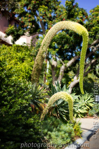 150204_NAT_017-cr-gimp-LR500-wm