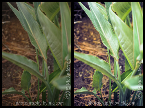 150208_NAT_004-diptych_LR500-wm