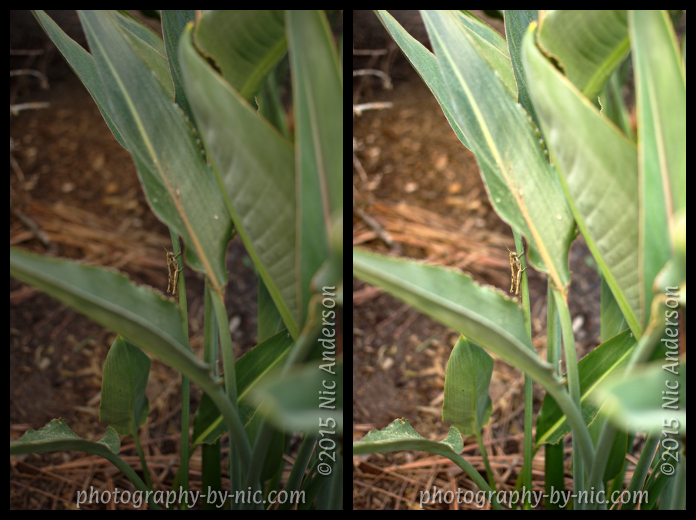 150208_NAT_004-ufraw-tut-diptych_LR500-wm