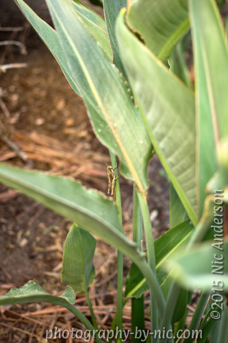 150208_NAT_004-ufraw-tut2_LR500-wm