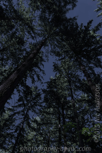 brown-layer-LR500-wm