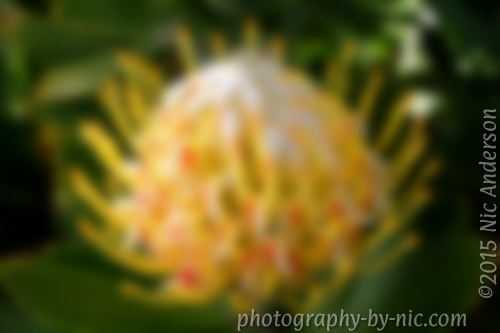 150223_NAT_008-gimp-bg-blur20LR-tut