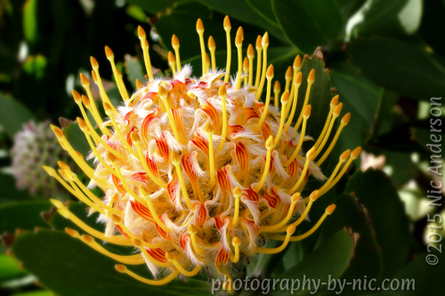 150223_NAT_015-gimp-bg-blur_LR500-wm