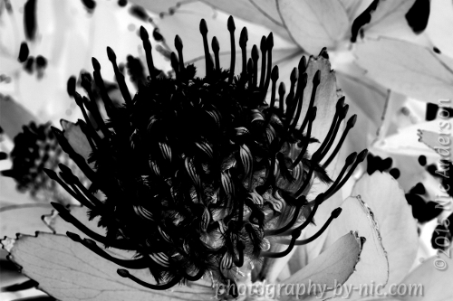 150223_NAT_015-gimp-darks-sd_LR500-wm