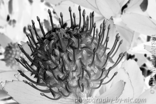 150223_NAT_015-gimp-desat-invert_LR500-wm