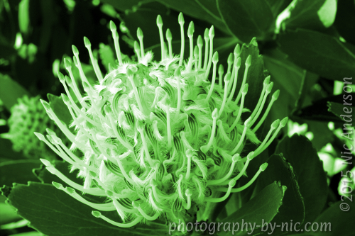 150223_NAT_015-gimp-green_LR500-wm