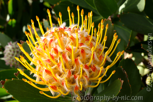 150223_NAT_015-gimp-levels_LR500-wm