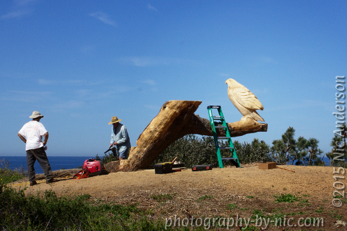 50-30-vignette-image-bird-focus