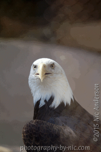 130404_ZOO_058-gimp-eagle