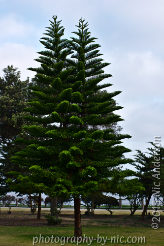 150415_NAT_114-gimp_LR500-wm