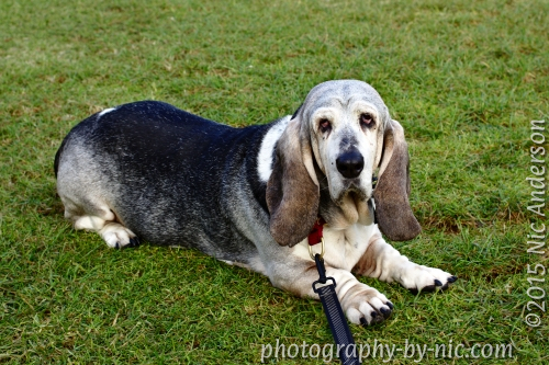 150415_NAT_118-gimp-c_LR500-wm