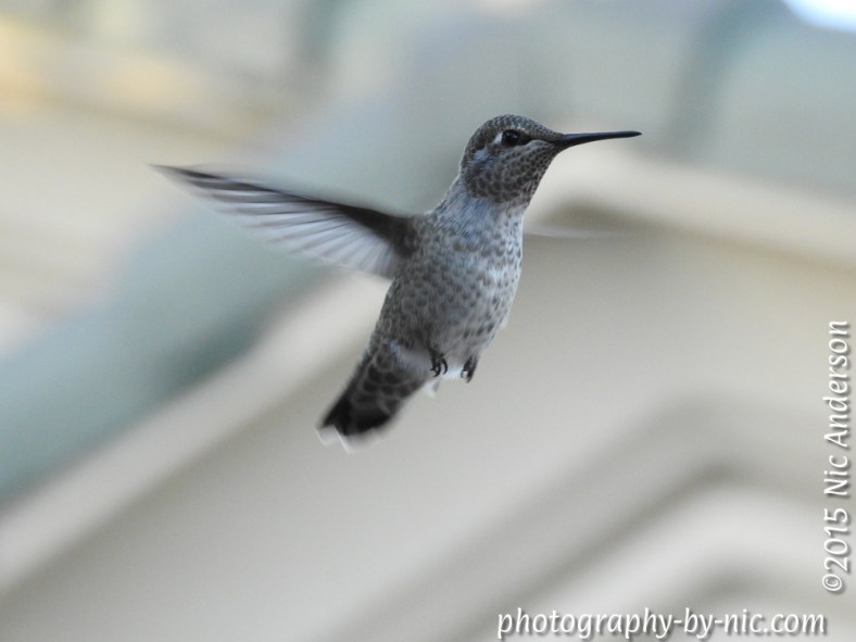 150416_NAT_028_LR1000-wm