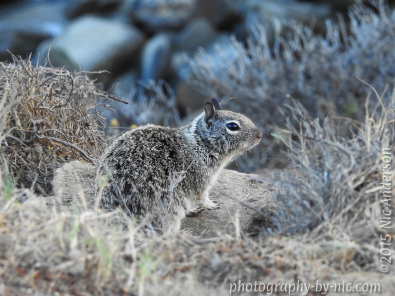 150417_NAT_053-gimpLR1000-wm