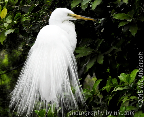 150421_NAT_019-gimp-c2_LR500-wm