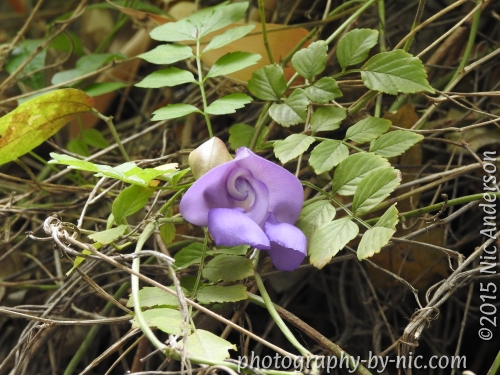 150421_NAT_075_LR500-wm