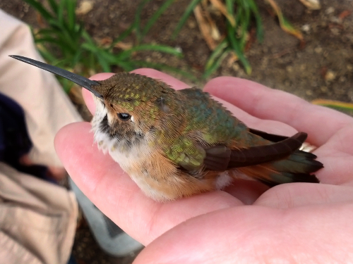 150504_CELL_002-gimp_LR500